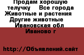 Продам хорошую телучку. - Все города Животные и растения » Другие животные   . Ивановская обл.,Иваново г.